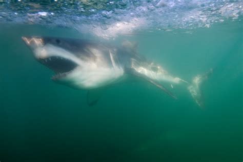 Great White Shark Gansbaai South Africa James Scott Flickr