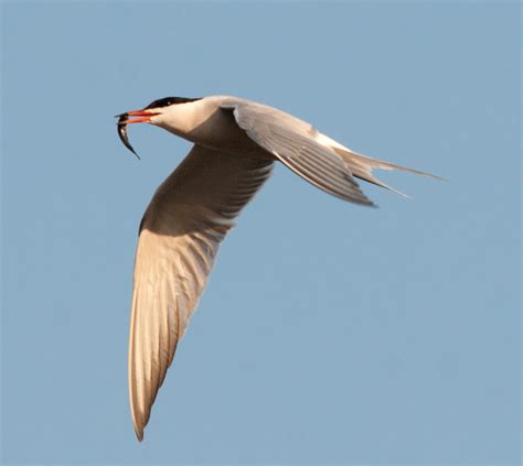 Common Tern Common Terns Sterna Hirundo Речная крачка Flickr