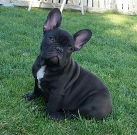 👉 understanding french bulldog or frenchton coat color might seem hard, but it's actually pretty simple! Chocolate French bulldog male AKC registered for Sale in ...