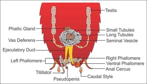 Male Reproductive System Of Cockroach Diagram
