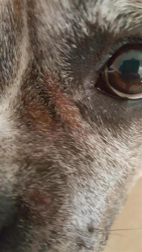 Lumps Bump And Swellings Boxer Forum Boxer Breed Dog Forums