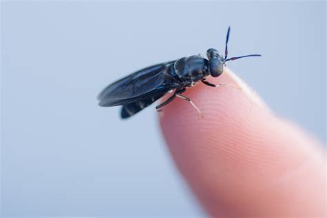 As adults, the black soldier fly does not possess a stinger, nor do they possess a mouthpart or digestive organs to allow. Black soldier fly larvae oil: A possible new ingredient ...