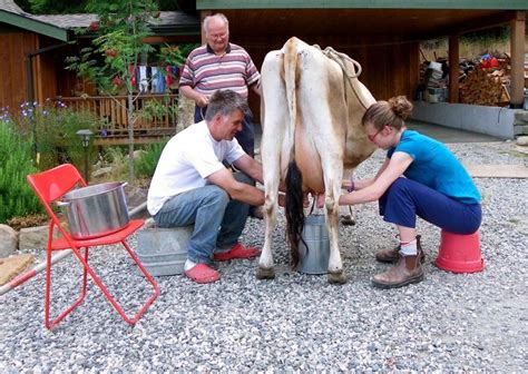 How To Discourage A Milk Cow From Kicking The Prairie Homestead Prairie Homestead Off Grid