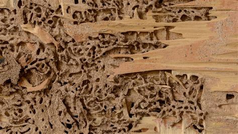 Wood Rot Vs Termite Damage How To Tell The Difference • Insight Pest