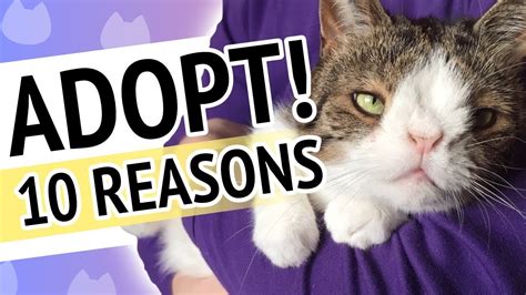 10 Reasons Why You Should Adopt A Shelter Cat Youtube