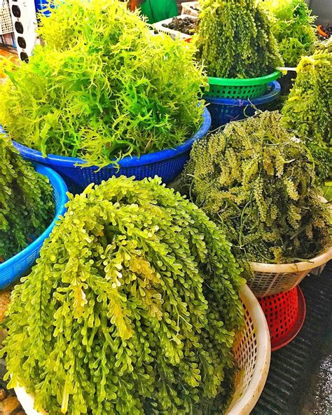 The Intriguing Sea Grapes From Bicol Region In The Philippines Eaten
