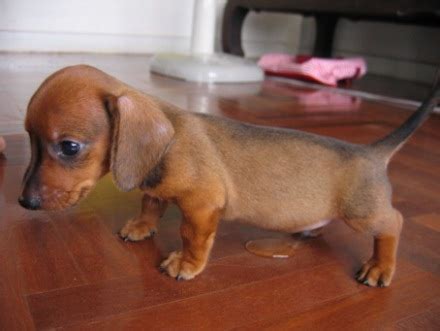 Can i train him now? How to Stop Your Dog from Peeing in House