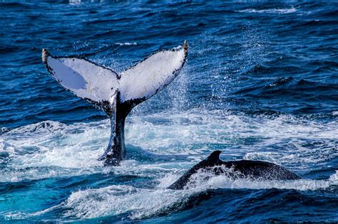 Gold Coast Whale Watching Cruise Klook Singapore