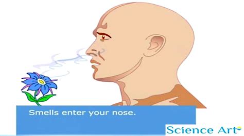 How Your Nose Works Animation Sense Of Smell Video How Do Humans