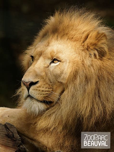 ♥ ↓ plus d'infos ↓ donne ton avis en laissant un commentaire ! Kruger, #lion d'Afrique au ZooParc de Beauval | Beauval ...
