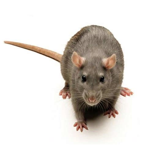 Rats And More—know Your Rodents All Star Animal Trapping