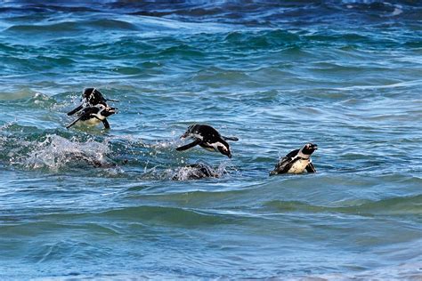 African Penguins Jumping Out Of Water Penguin Photography Prints
