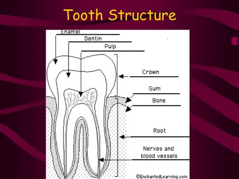 Ppt Tooth Structure Powerpoint Presentation Free Download Id3346388