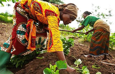 Les Femmes En Première Ligne Afrique Agriculture