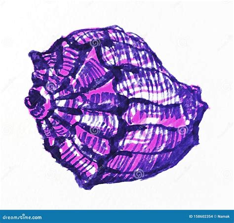 Mollusk Shell Rapana Sideways Purple Watercolor Sketch Illustration