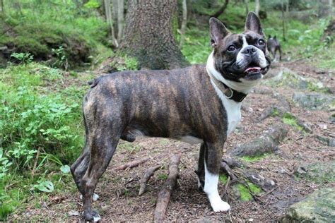 brindle boston terrier  traditional color   dog breed brindle boston terrier boston
