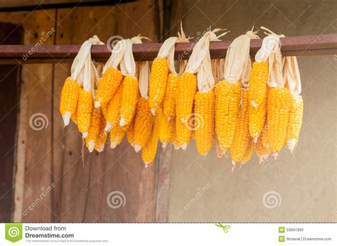 Dried Corn Stock Image Image Of Closeup Seasonal Nature 53941369