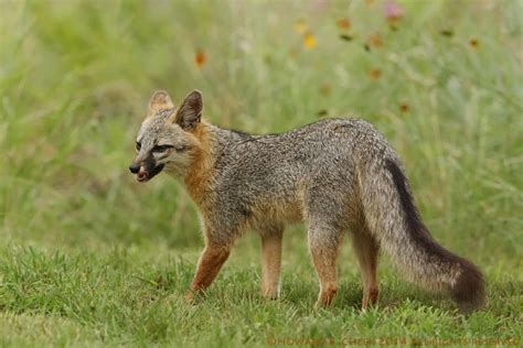 A Small Gray Fox Standing On Top Of A Lush Green Field