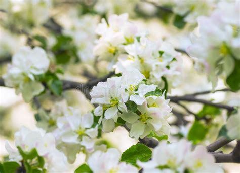 Blooming Apple Tree In Spring Garden Stock Photo Image Of Nature