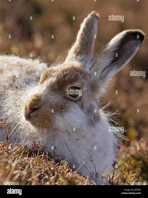 Mountain Hares Photographed In The Findhorn Valley At The End Of March