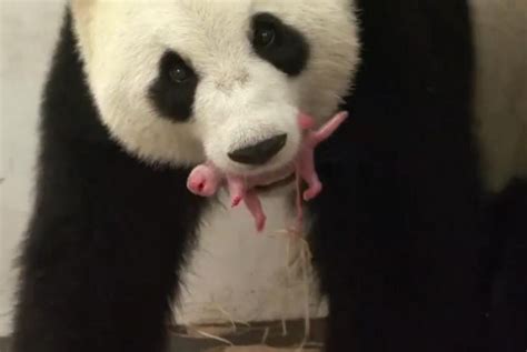 Watch Mother Giant Panda Carries Newborn In Her Mouth At Belgian Zoo