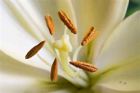 What Is The Difference Between Stamen And Pistil Pediaacom