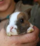 Pet stores that sell dogs usually say their puppies come from u.s. Bunny with two noses / Boing Boing