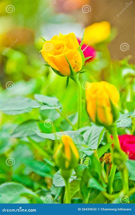 Natural Beautiful Yellow Rose Flowers Wallpapers Yellow Rose Flower