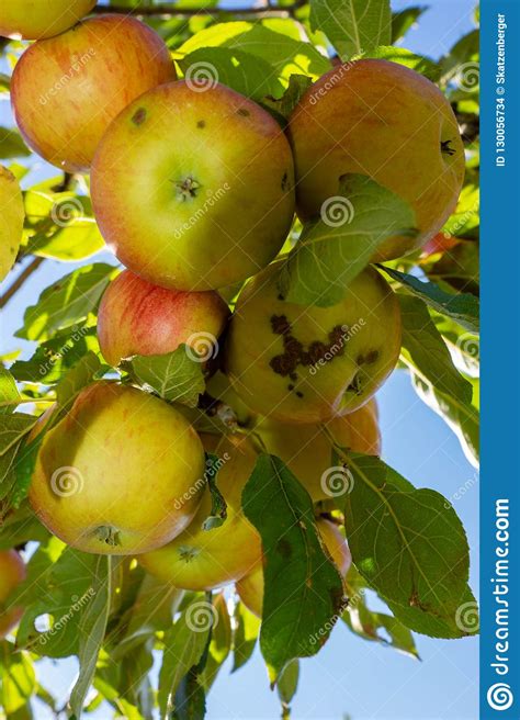 Appel Tree In The Garden Stock Photo Image Of Food 130056734