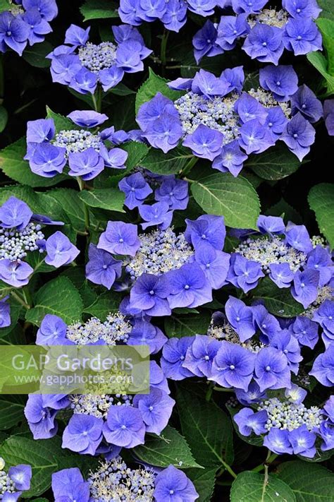 Gap Gardens Hydrangea Macrophylla Blaumeise Image No 0229688