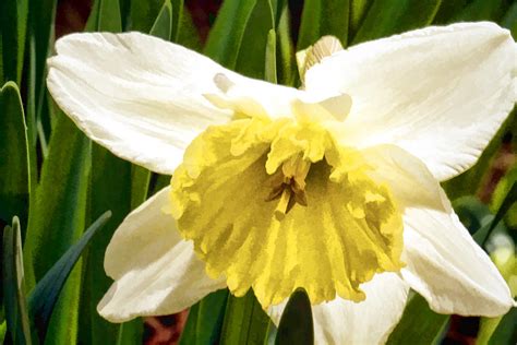 Daffodil Blossom Photograph By Constantine Gregory Fine Art America