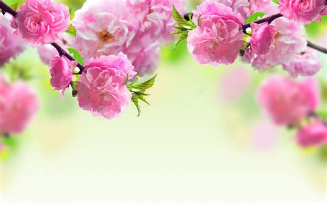 Spring Flowers Hd Wallpapers