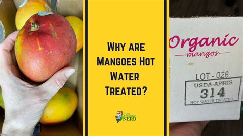 Why Are Mangoes Hot Water Treated Youtube