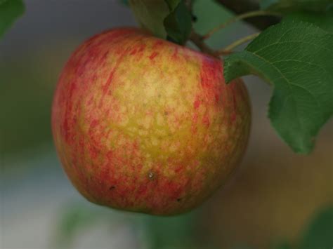 free images fruit flower ripe food harvest produce garden closeup apple tree macro