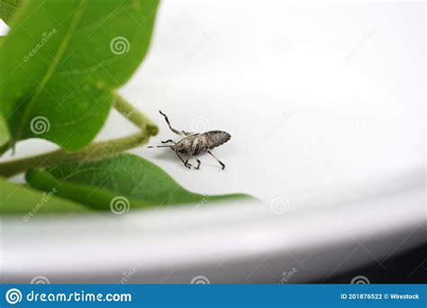 Closeup Shot Of A Mosquito On The Wall Stock Photo Image Of Parasitic