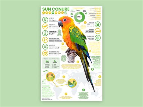 Sun Conure Poster By Abigail Lorincz On Dribbble