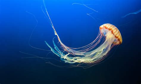 Top 5 Most Dangerous Jellyfish