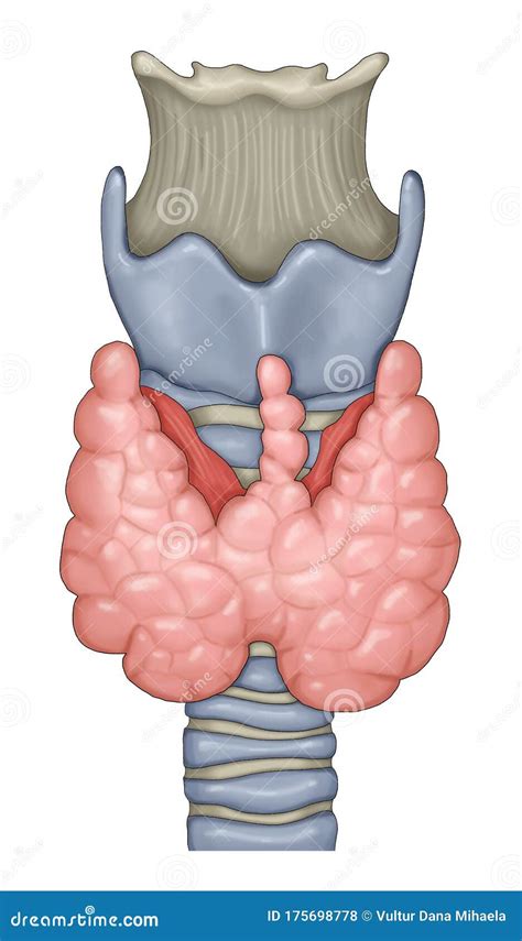 Thyroid Gland Of A Human Stock Illustration Illustration Of Isolated