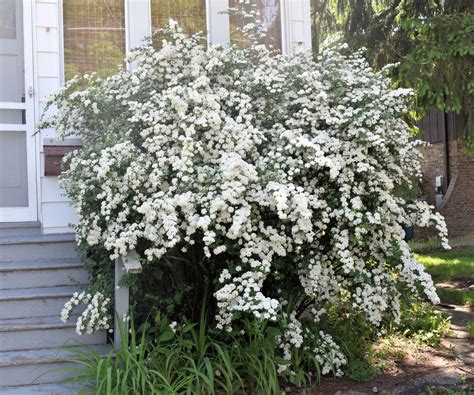 Different Types Of Spirea Bush What Are Some Popular Varieties Of