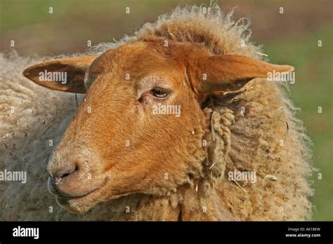 Domestic Sheep Ovis Gmelini Aries Stock Photo Alamy