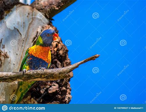 Rainbow Lorikeet Bird In The Tree Stock Image Image Of Colorful