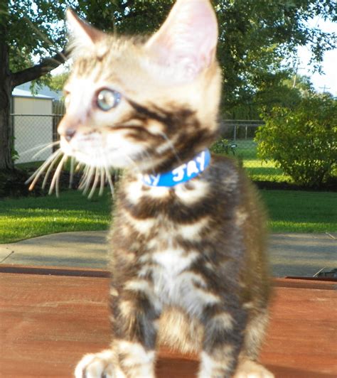 We have hundreds of kittens looking for a new home, so visit today! Adore Cats Bengals: A Marble Bengal Kitten for Sale