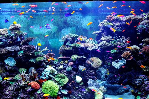 Aquarium Hd 1080p Wallpaper 84 Images