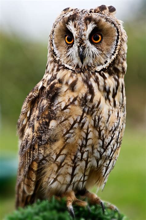 BÚho Real Indio Bubo Bengalensis 53 Cm BÚho Pinterest Owl And