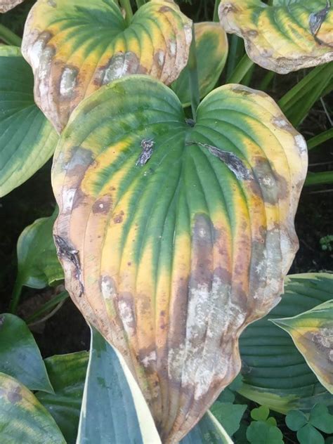 Why Are My Hosta Leaves Turning Brown World Of Garden Plants