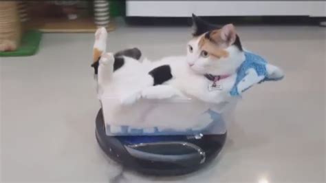 Cat On Roomba Commercial
