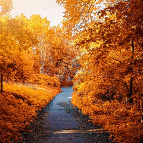 Download Wallpaper 1280x1280 Autumn Path Park Foliage Ipad Ipad 2