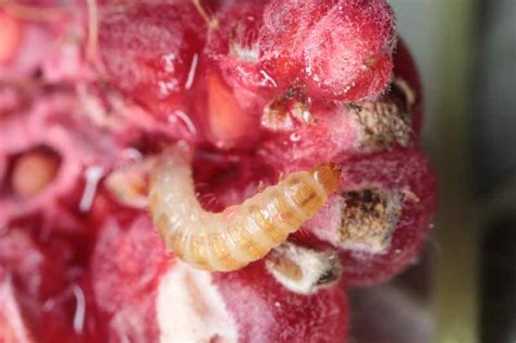 How To Control Raspberry Fruitworms Gardeners Path