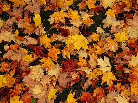 Share the best gifs now >>>. Ozarks Gardening: Compost the Leaves of Summer