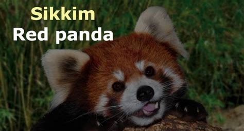 Primarily an herbivore, the name panda is said to come from the nepali word 'ponya,' which while residents of sikkim honor the endangered red panda, they also understand the species is under a growing threat. Official animals of Indian states - Education Today News